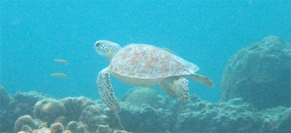 Turtle