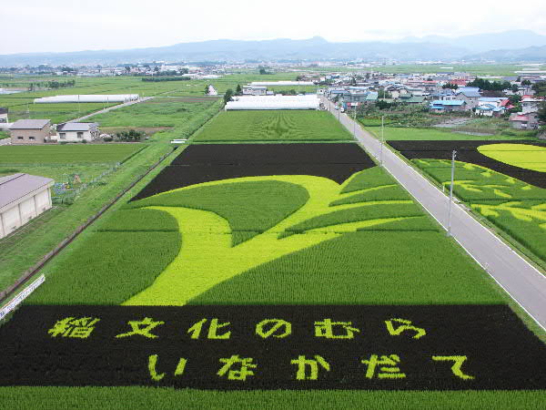 Rice art9