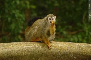 Monkey, French Guiana