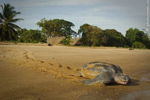 Sea turtle