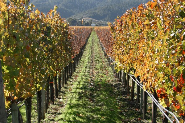 napa grapes