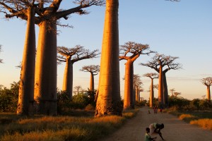 Morondava is the best base for a visit to the Avenue du Baobab, and I recommend staying at the Chez Maggie Hotel. It's run by an American, Gary Lemmer, who also puts together adventure trips up and down the coast and to mind-blowing national parks like Tsingy.