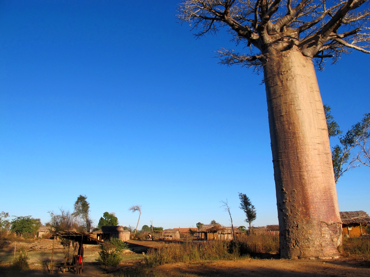 madagascar essay Open document below is an essay on lord of the flies compared to madagascar from anti essays, your source for research papers, essays, and term paper examples. madagascar essay Open document below is an essay on lord of the flies compared to madagascar from anti essays, your source for research papers, essays, and term paper examples.