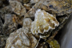 oysters