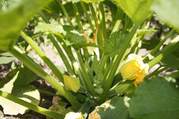 zucchini zucchini