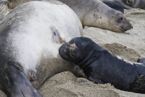An elephant seal pup draws milk from a female at the cove near Chimney Rock at the Point Reyes National Seashore. All photos by Daniel C. Britt.