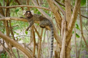 Monkeys