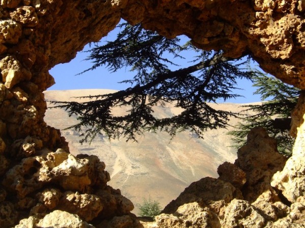 Cedar tree love Cedar tree love