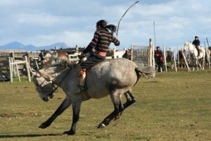 Horses in Puerto Natales