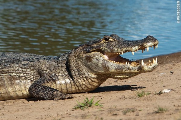 Caiman Pantanal, Brazil