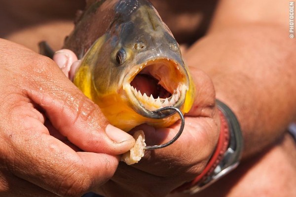 Piranha Pantanal, Brazil