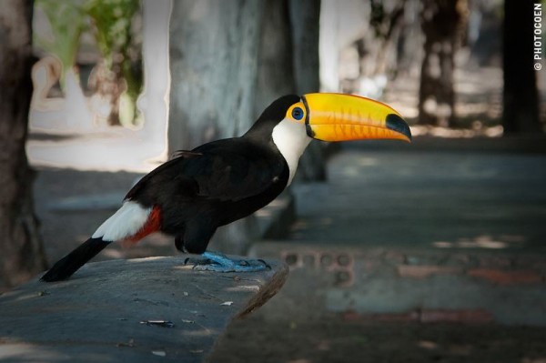 Toucan Pantanal, Brazil
