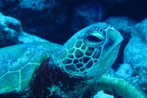 The two most common sea turtles found in Rarotonga are the Green turtle, pictured here with a rounded head, and the Hawksbill turtle, which is critically endangered.
