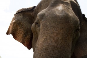 Elephant closeup
