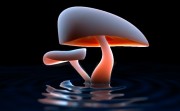 mike-pan-mushroom-lake6