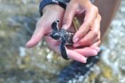 Kelly, uncovering her first green sea turtle hatchling, identifiable by the white rim around its shell, reluctantly prepares for its release. Photo: Jason Green