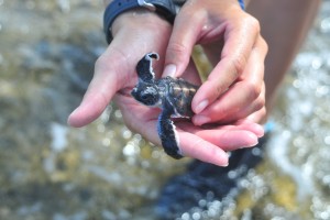 Kelly, uncovering her first green sea turtle hatchling, identifiable by the white rim around its shell, reluctantly prepares for its release. Photo: Jason Green