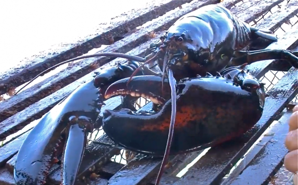 Canada-PEI-lobster-bike-SEO