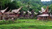 Tongkonan stand high on wooden piles, topped with a layered split-bamboo roof shaped in a sweeping curved arc, and they are incised with red, black, and yellow detailed wood carvings on the exterior walls.