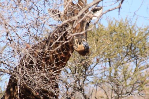 Giraffe