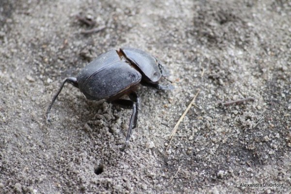 Dung beetle
