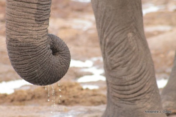 Elephant