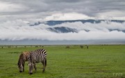 This shot was taken on a 6-day safari with my family during the new year. I was filming the majority of the safari, but once we got into Ngorongoro Crater I was mesmerized and had to take some pictures. Even though it was cloudy, the green of the grass was vibrant and the atmosphere within the crater was peculiarly well lit. I wish I had been permitted to get out of the car and set up my tripod for a timelapse. 

The two healthy zebras to the left helped perfectly to frame everything together. The amount of life in the crater was non-stop.

Camera - Canon 60d
ISO - 160
Aperture - f/4
Shutter - 1/250
Focal length - 70mm

- This postcard comes to us from Matador Community member Julian Moura-Busquets, an up-and-coming cinematographer based out of São Paulo, Brazil. Born and raised in Washington, D.C. and Maryland, he moved to Brazil after graduating from Ohio University in Management Information Systems. He has spent a lot of his time traveling and creating new relationships throughout the world. Check out some of his videos on his vimeo page at vimeo.com/jmbmedia/videos.