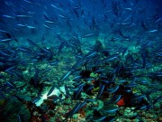 I took this photo on a dive trip with friends. It was my first time to the island of Komodo, Indonesia for trekking and diving. I always carry an underwater camera on every dive, and this time, I never stopped taking photos of the coral reefs and the fish. I've experienced almost all the dive spots in Indonesia, and this is one of my favorites.

[Canon G11, ISO 100]

This postcard comes from Matador Community member Shinatria Adhityatama, who currently lives in Jakarta, Indonesia. He's an underwater archeologist who loves travel, adventure, culture, and photography. After traveling around Indonesia for years, he's now planning to travel around the world. You can find more of his photography on his Tumblr or on his Matador Network Community page.
