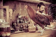 Rooster on the bar