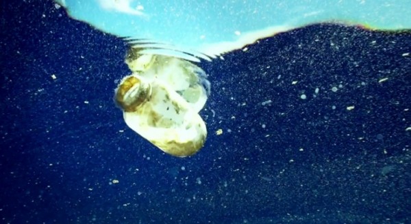 Plastic bottle floating in water