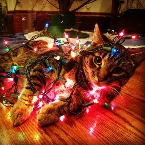 Image result for cats tangled in christmas lights