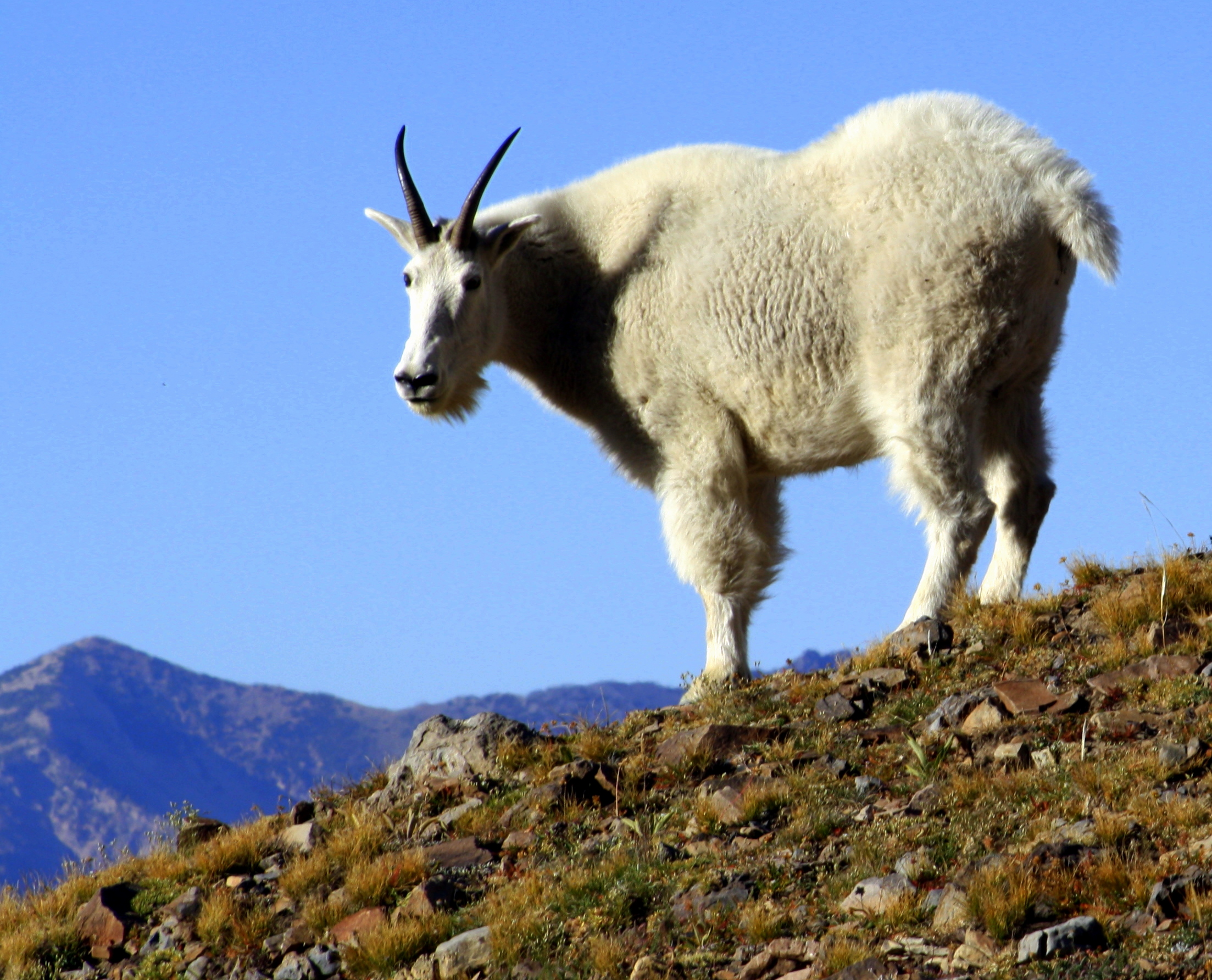 conservation-currents-a-new-home-for-our-goats-the-mountain-goat