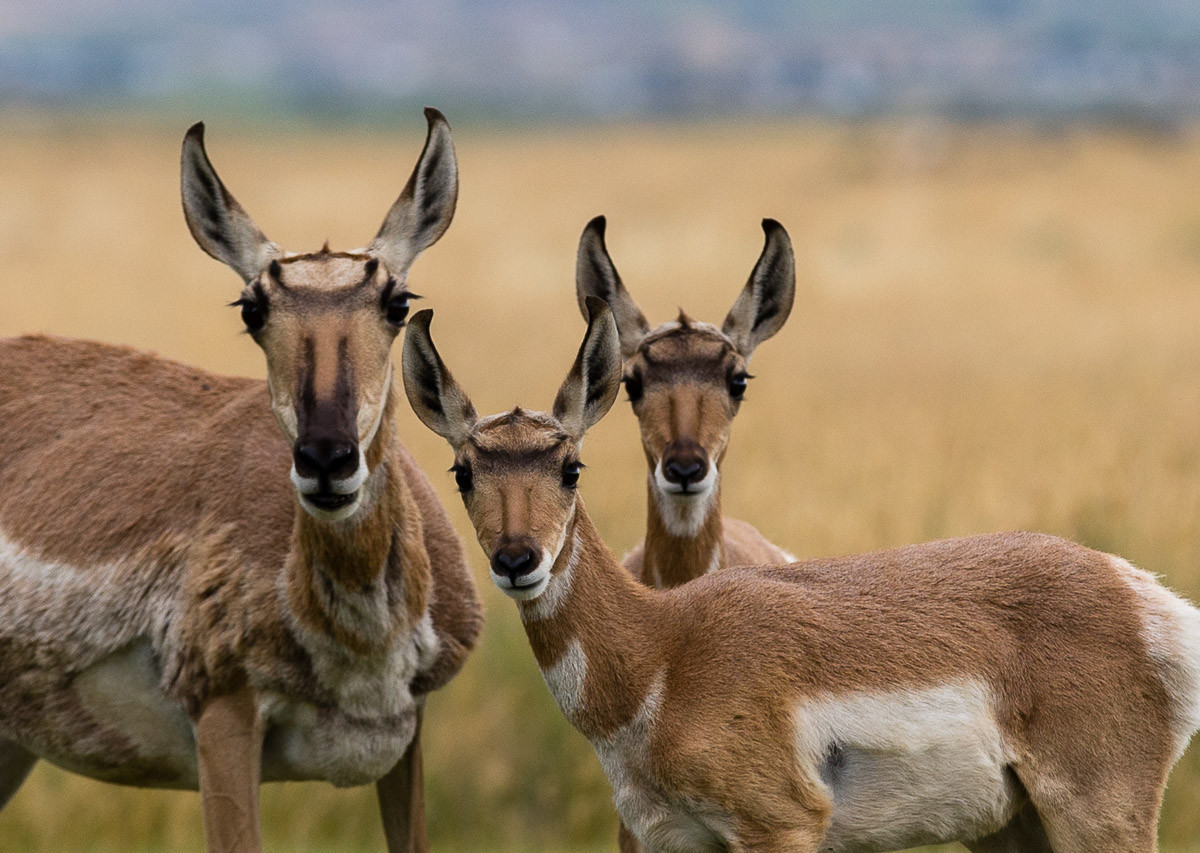 guide-to-epic-wildlife-viewing-along-utah-s-flaming-gorge-uintas-scenic