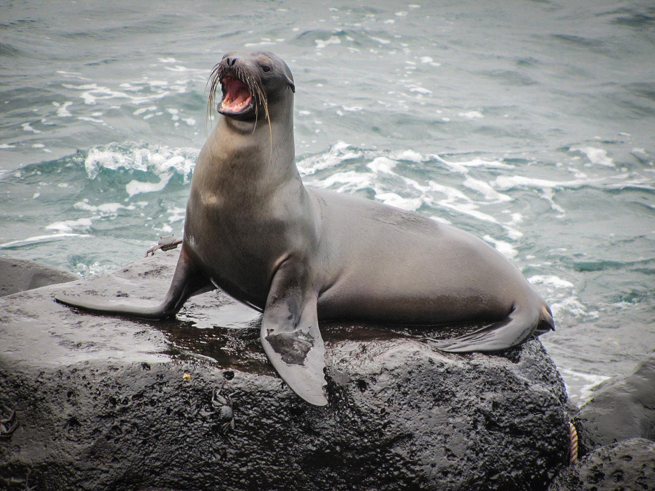 endangered-sea-lion-deepoceanfacts