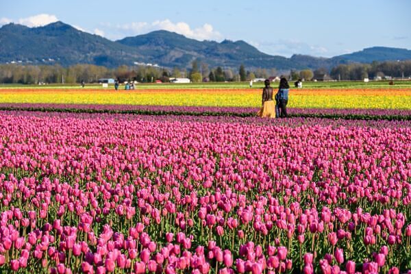 Skagit Valley Tulip Festival Washington S Bulbiest April Road Trip