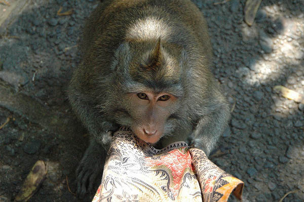 monkey thief