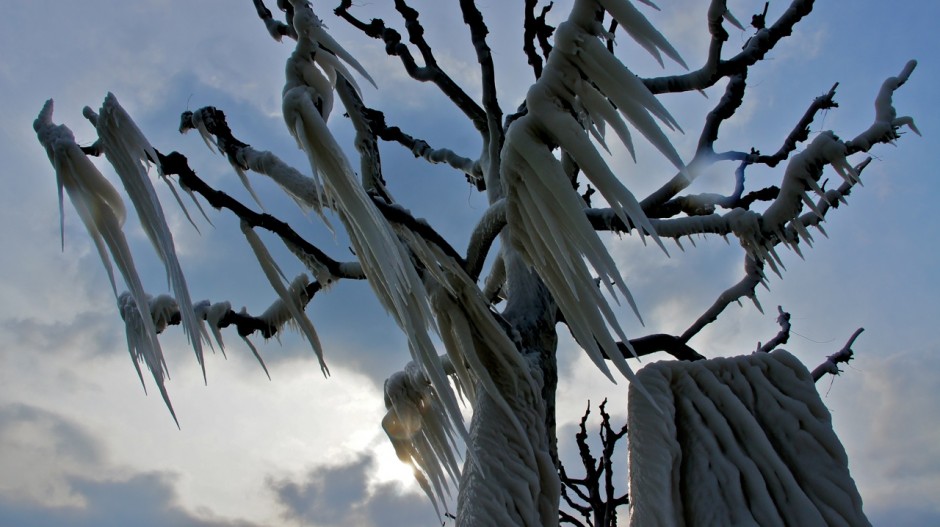 Popsicle Tree
