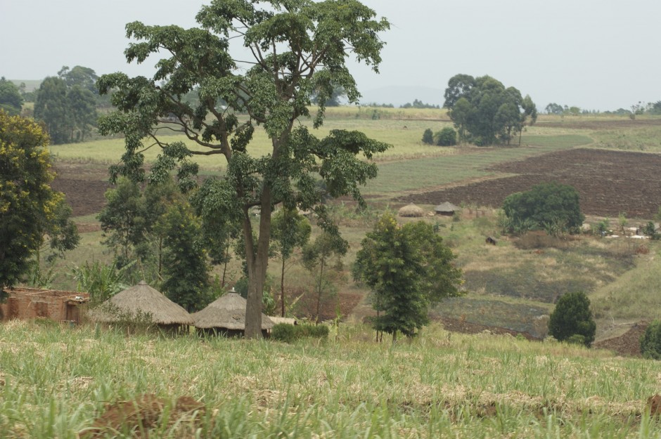 Pastoral idil?