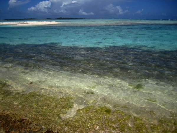 Beautiful corals