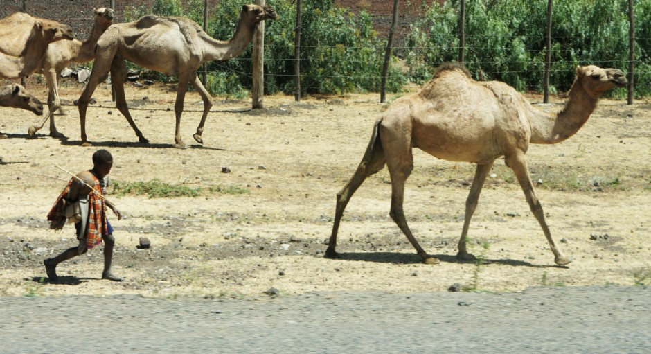 Boy and camel