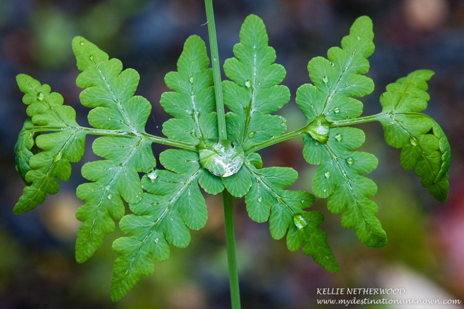 After the rain