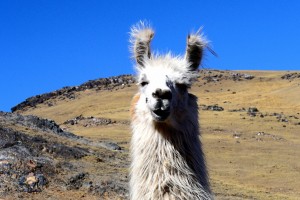 Llama Smiles