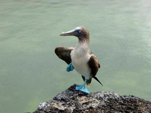 Blue-footed booby