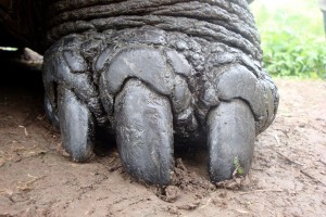 Giant Tortoise