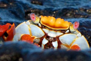 Sally Lightfoot Crab