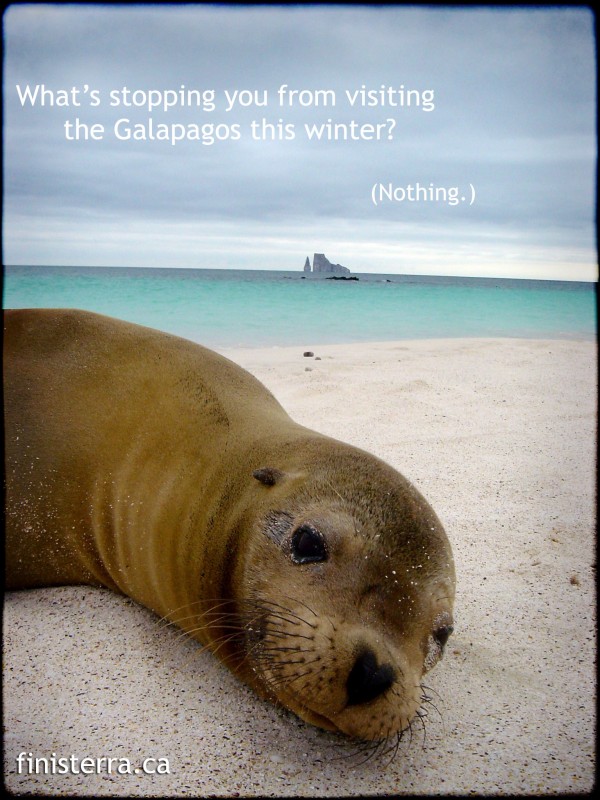 Sea Lion