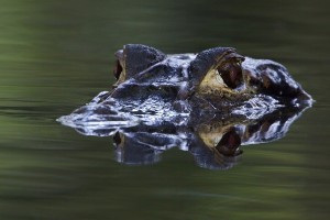 Would you swim with this?