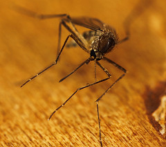 mosquito by Gamma Man