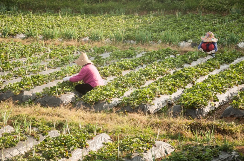 Strawberry Farmers in La Trinidad, Benguet