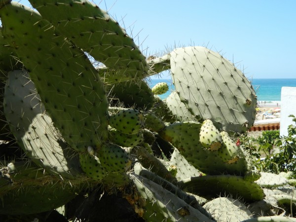 Cactus Fruit